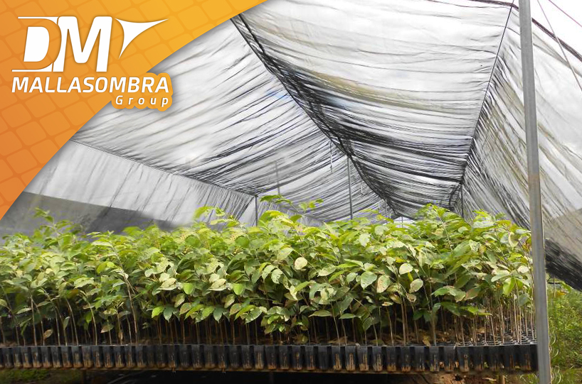 ¡Mantén la vida en tu vivero! con malla sombra Monofilamento 80%